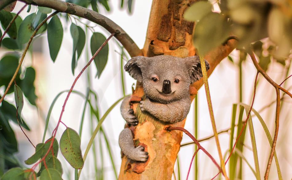 Nature Animal Mammal