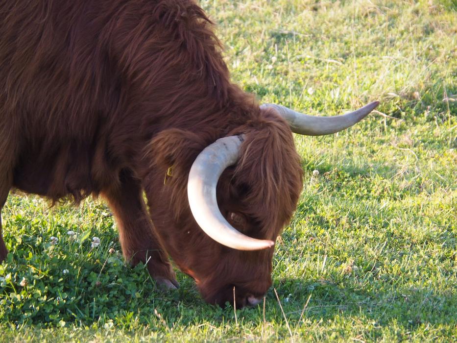 Beef Calf Highlands Scottish
