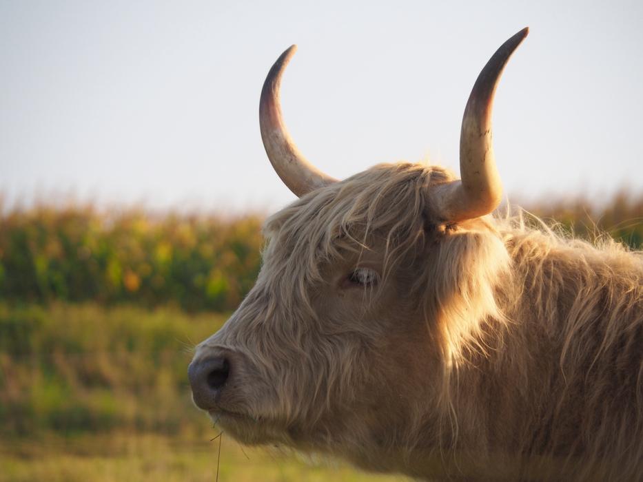 Beef Calf Highlands Scottish