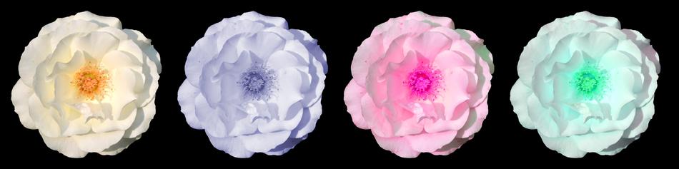 Rose Flower Blossom