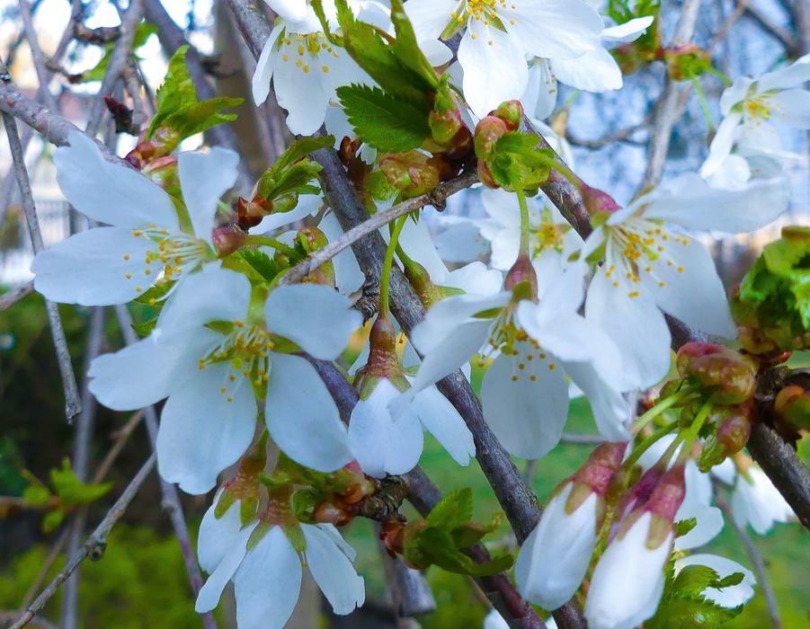 Weeping Cherry Tree