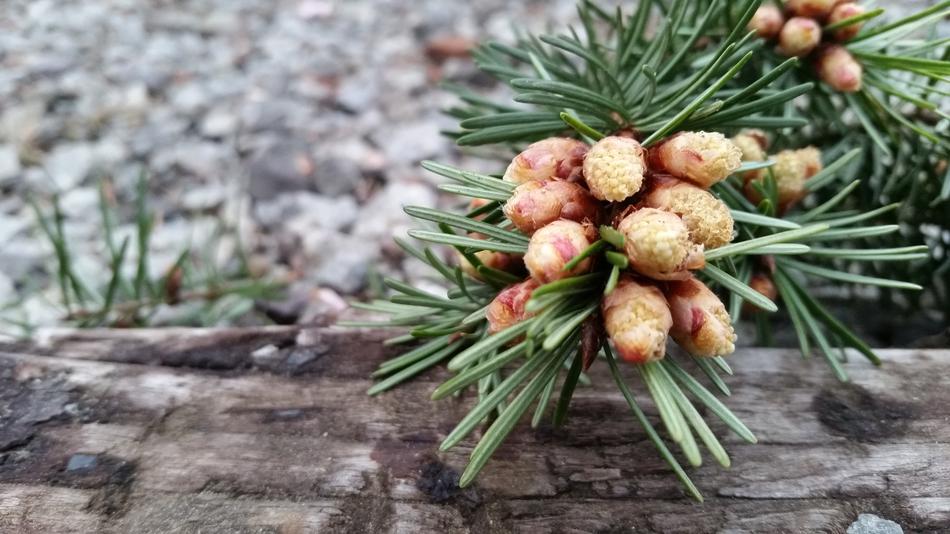Tree Nature Pine