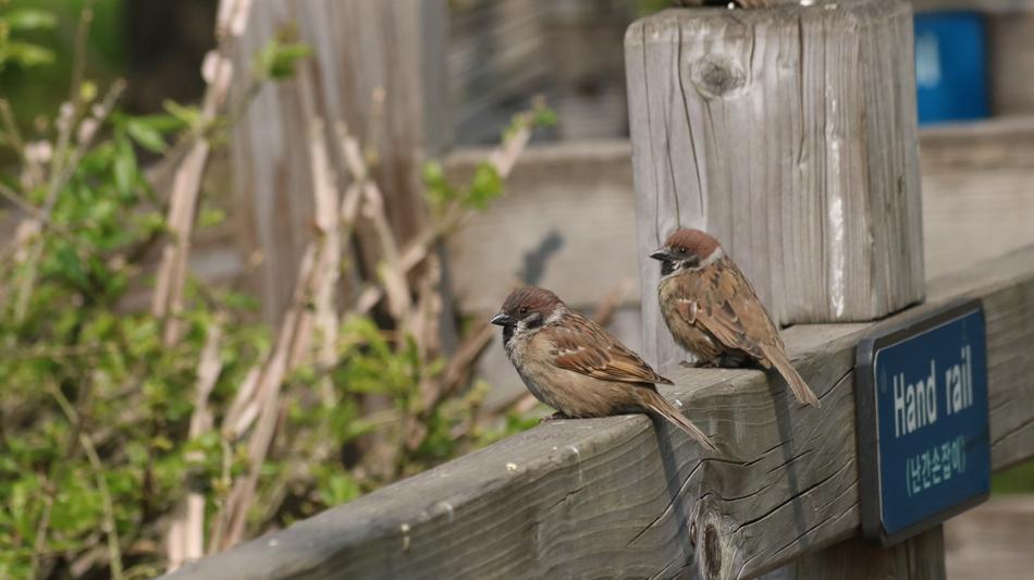 Nature Wildlife New