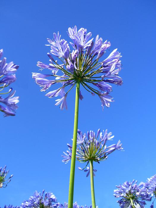 Flower Ball Violet