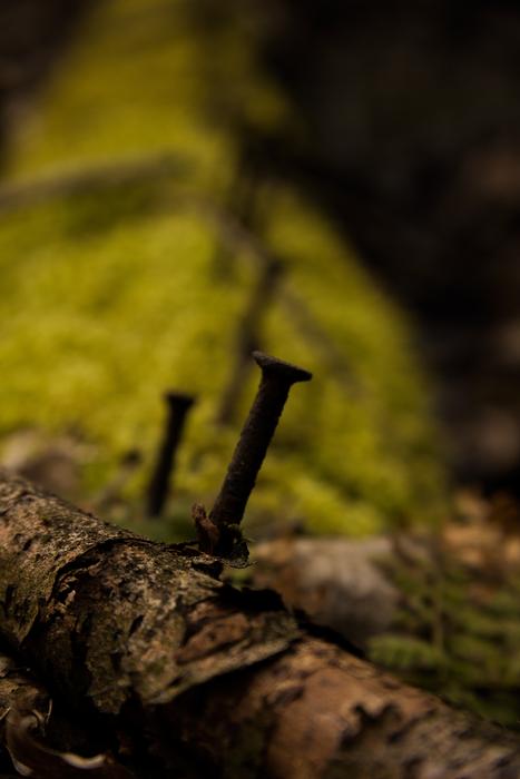 Nature Autumn Wood