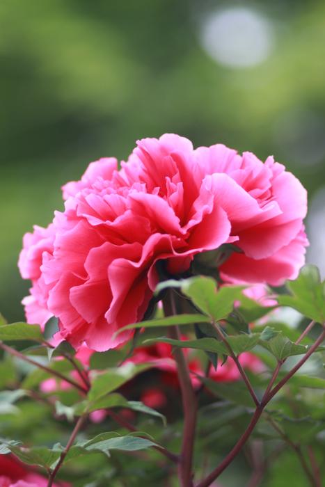 Nature Plants Flowers