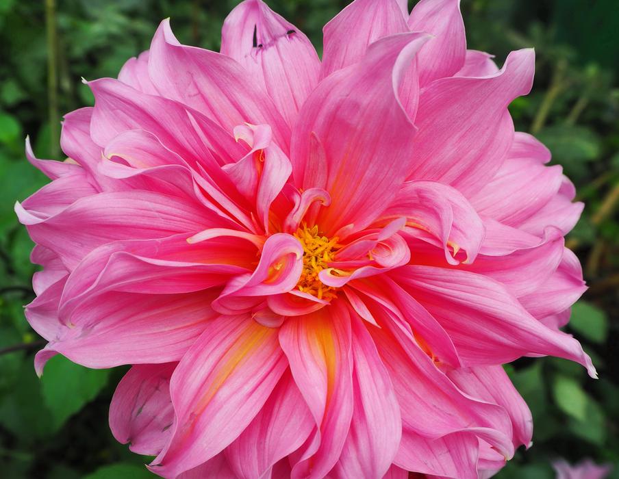 Pink Flower Flowers