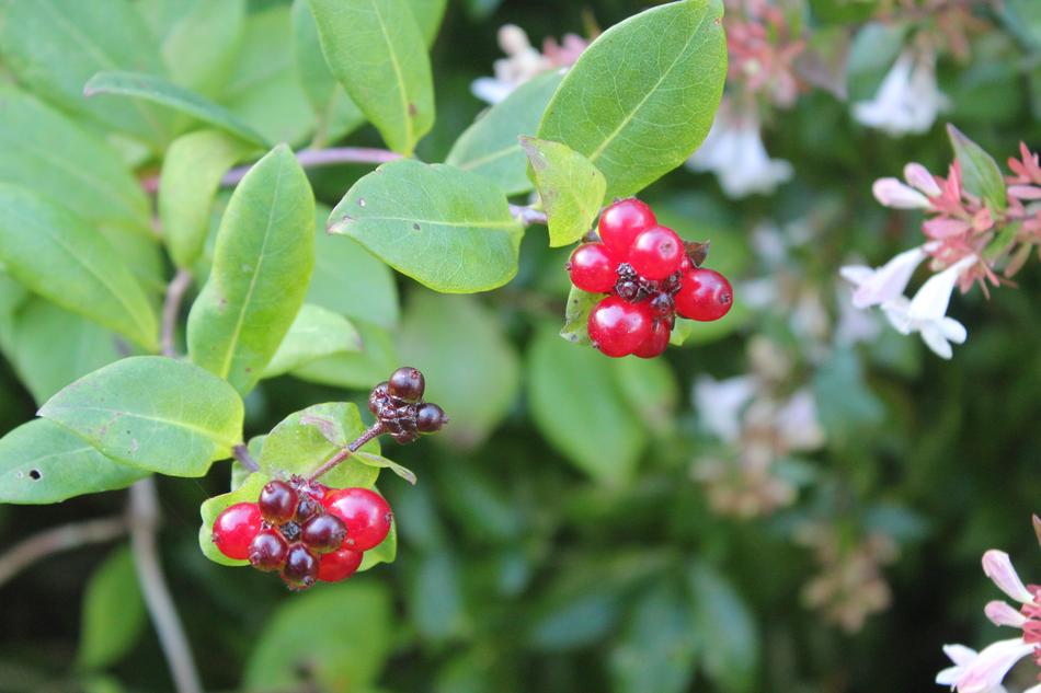 Natural Leaves and Berries