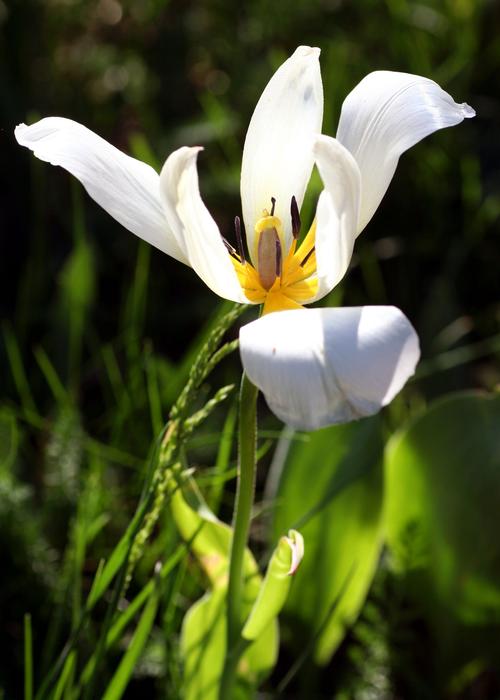 Tulip White Flower