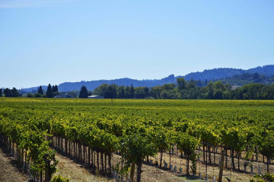 Vines Vineyard Grapevine