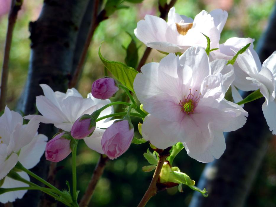 Prunus Flower Tree