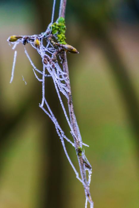 Frost Dew Branch Drop macro