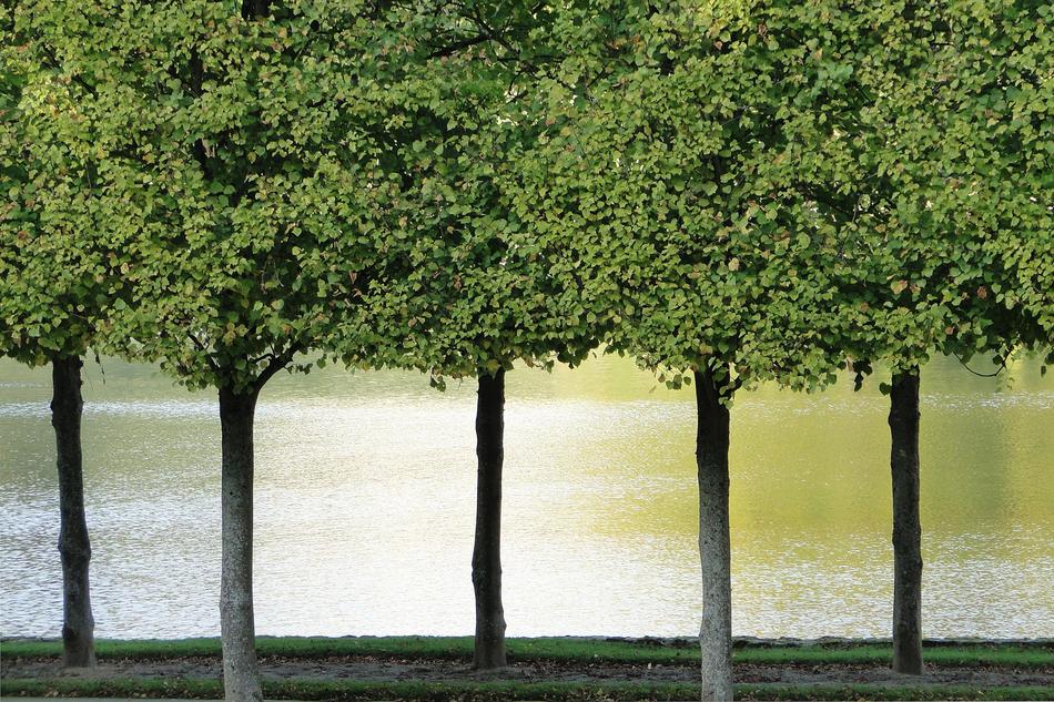 Trees Reflections Water