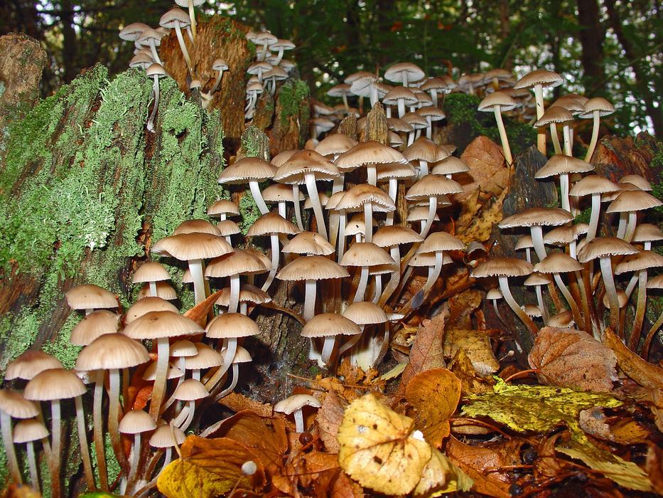 Mushrooms Autumn Forest Nature