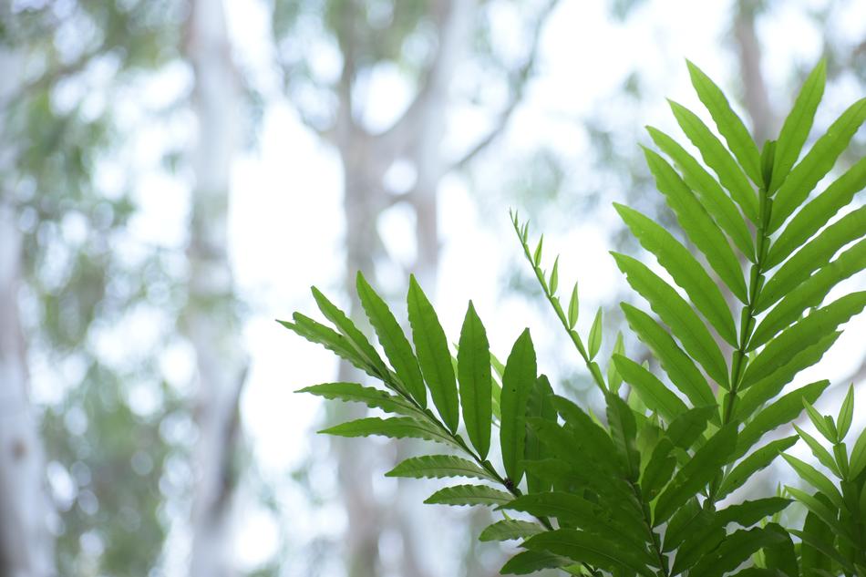 Leaf Nature Flora