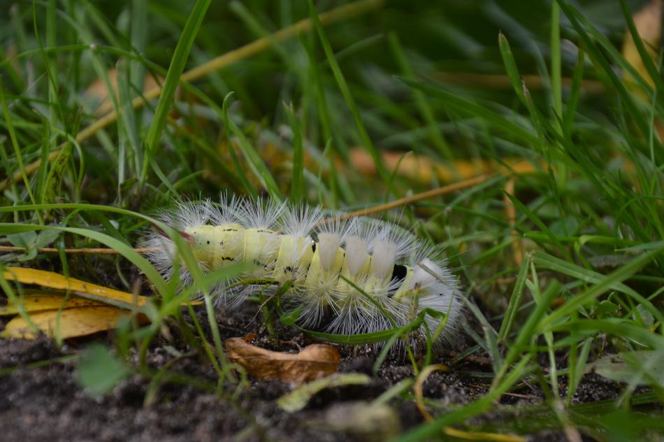 Nature Caterpillar Insect