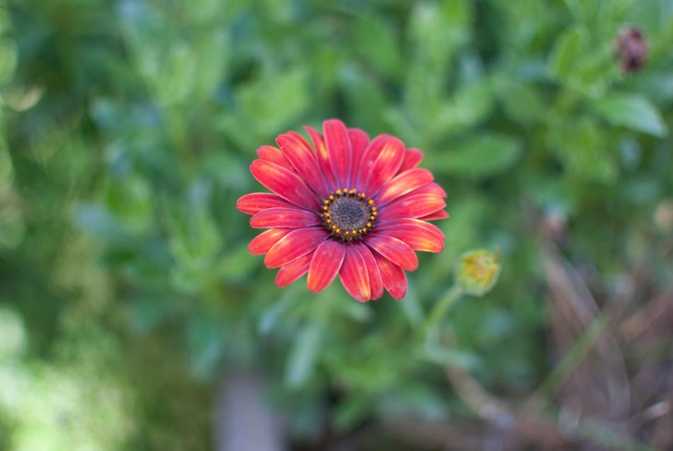 Flower Red Orange