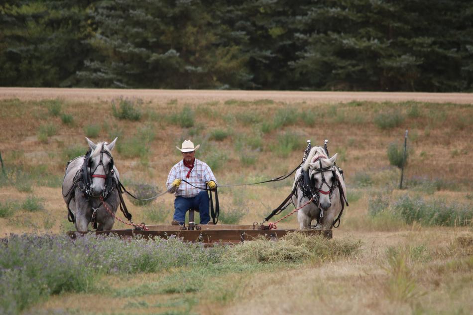 Horses Hayfield Rake