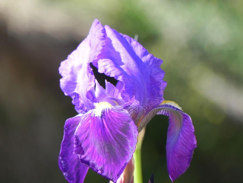 Flower Nature Plant