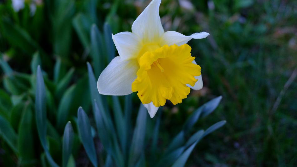 Nature Flower Garden