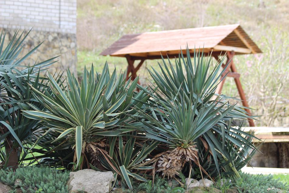 Backyard plants and swing
