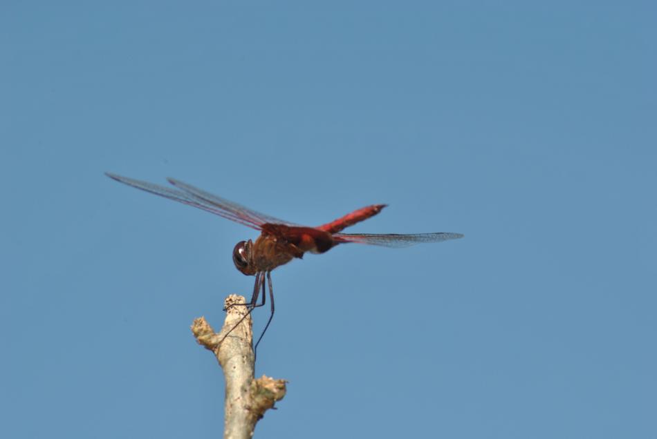 Dragonfly Fauna