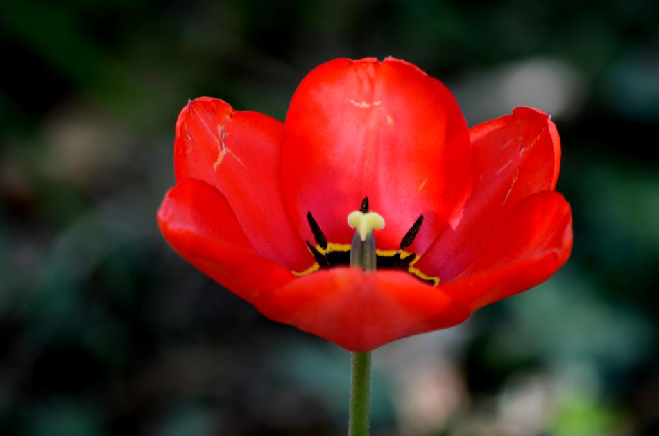 Flower Nature Flora