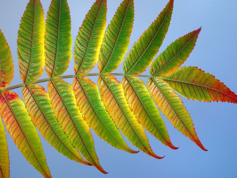 Leaf Nature Flora