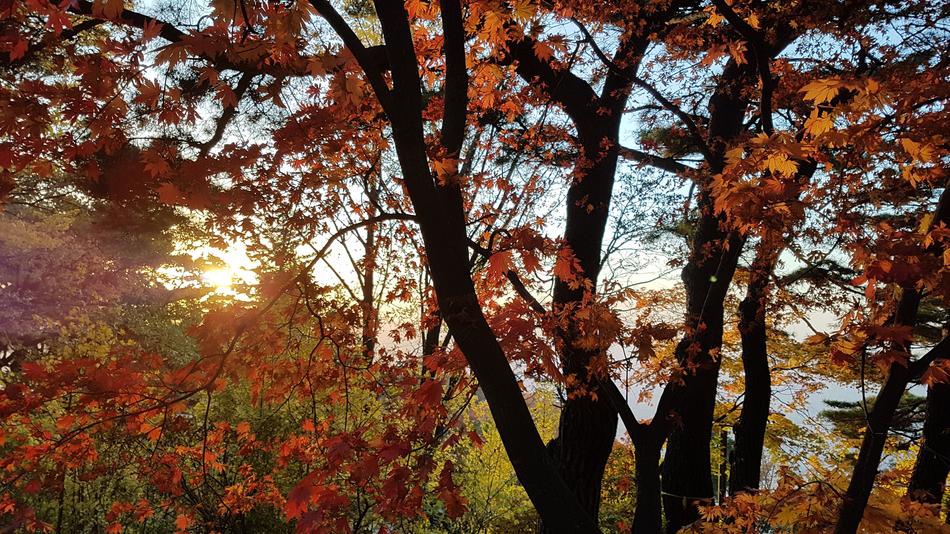 Wood Autumn Leaves at sunset