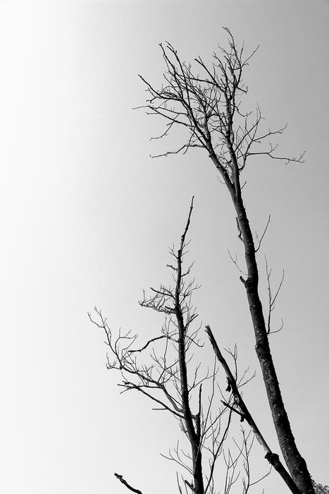 Dead Tree Branch view