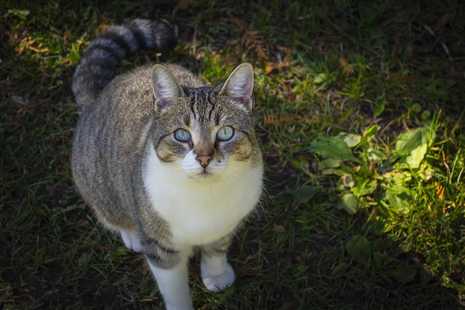 Nature Cute Animal