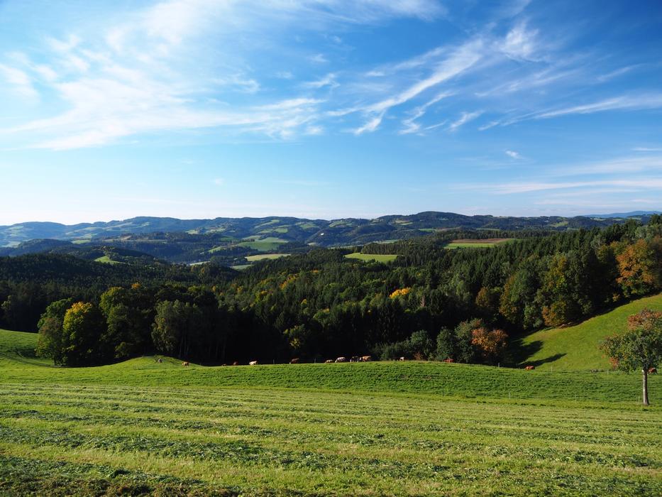 Nature Meadow Bucklige Welt
