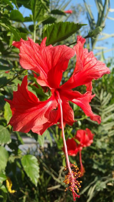 Nature Flora Flower