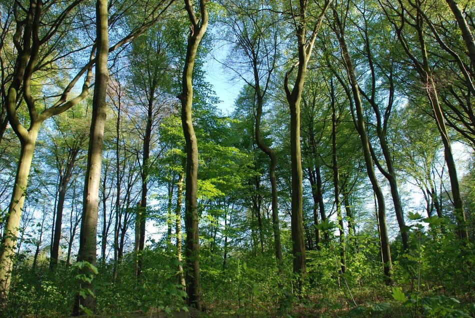 Forest Light