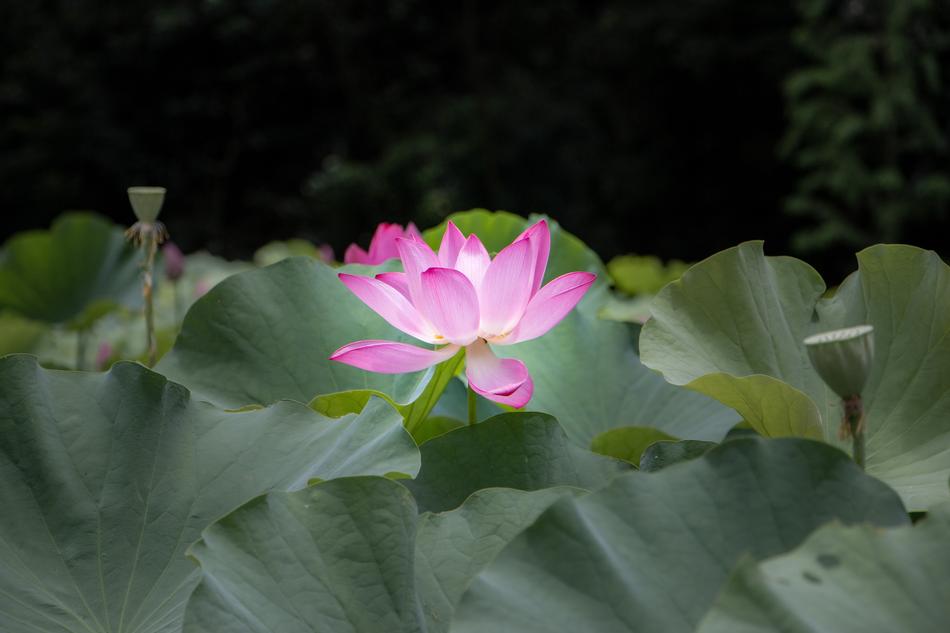 Plant Flower Leaf