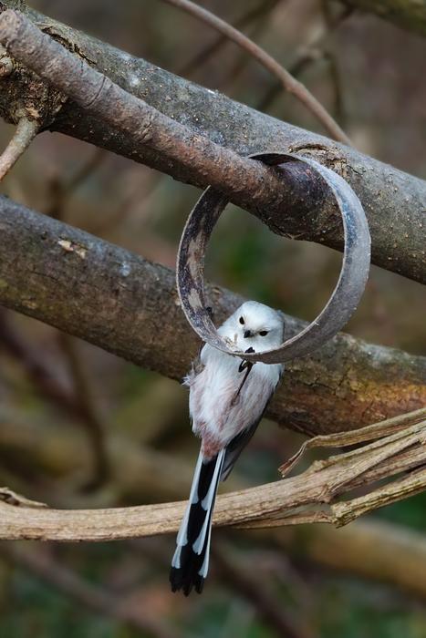 Nature Animal Bird Long Tailed tit