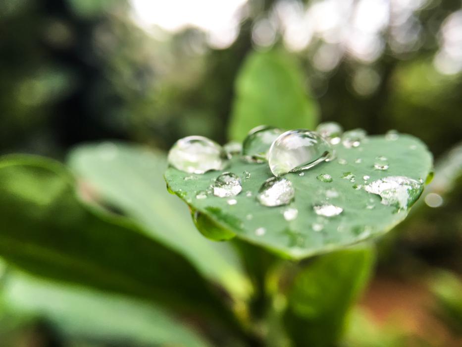 Dew Leaf Drop