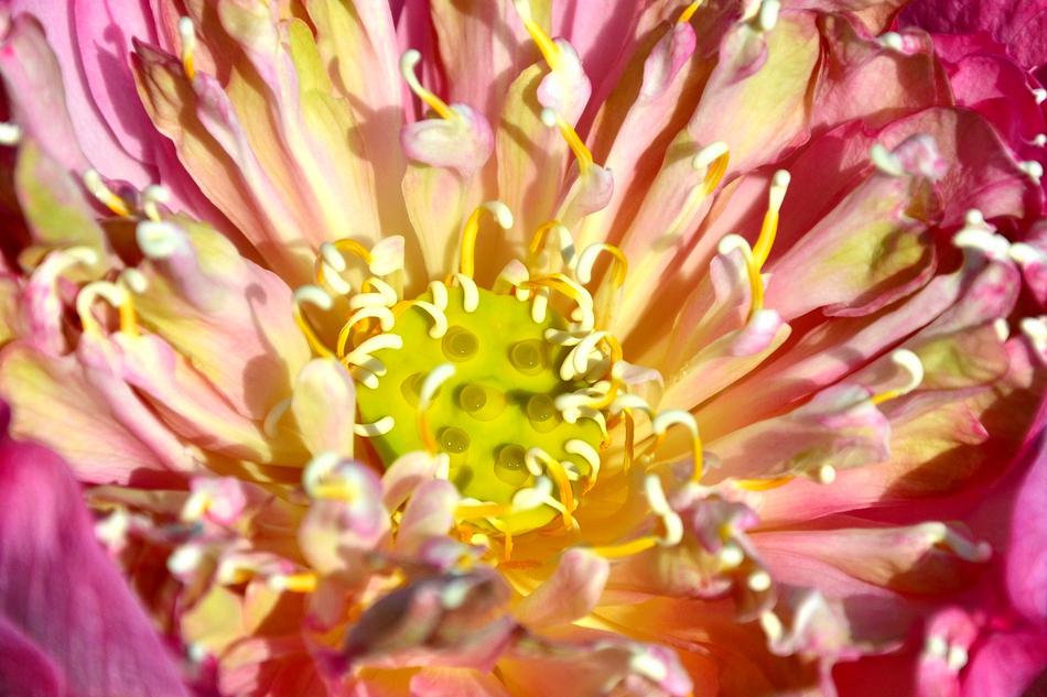 Petal Flower Flora