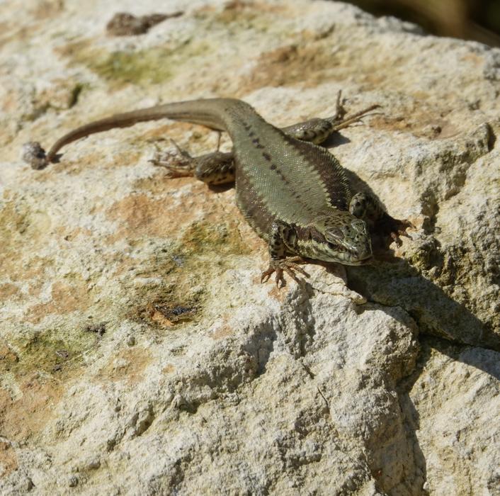 Lizard Reptile Nature