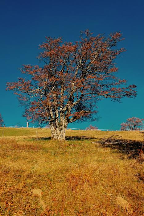 Tree Landscape Nature