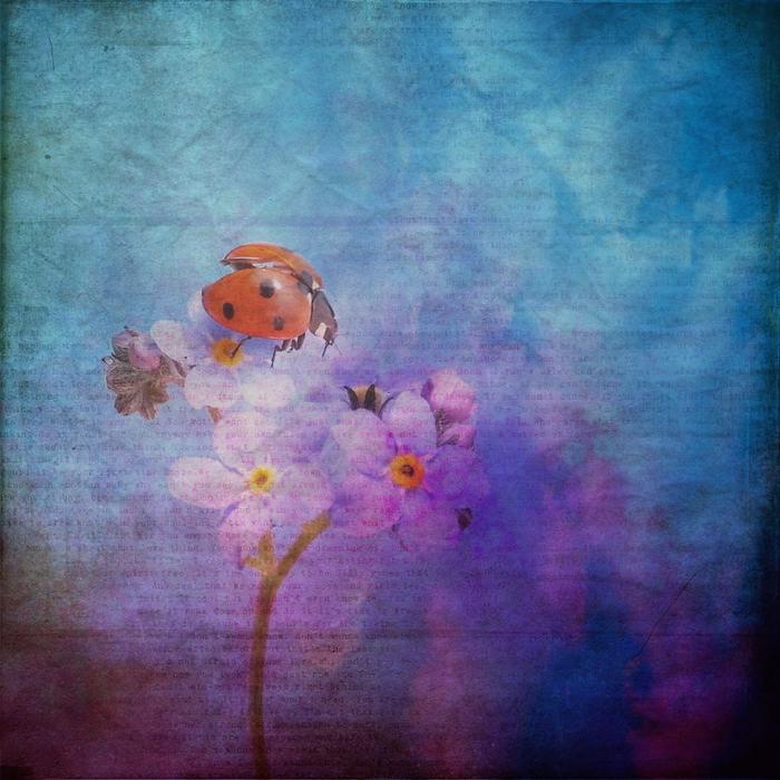 ladybug on flower colorful art