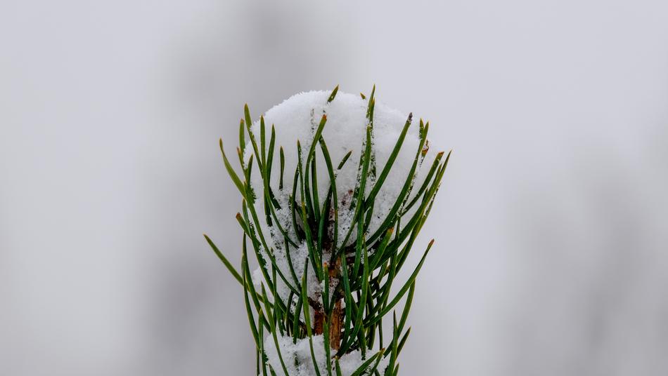 Nature Sheet Plant