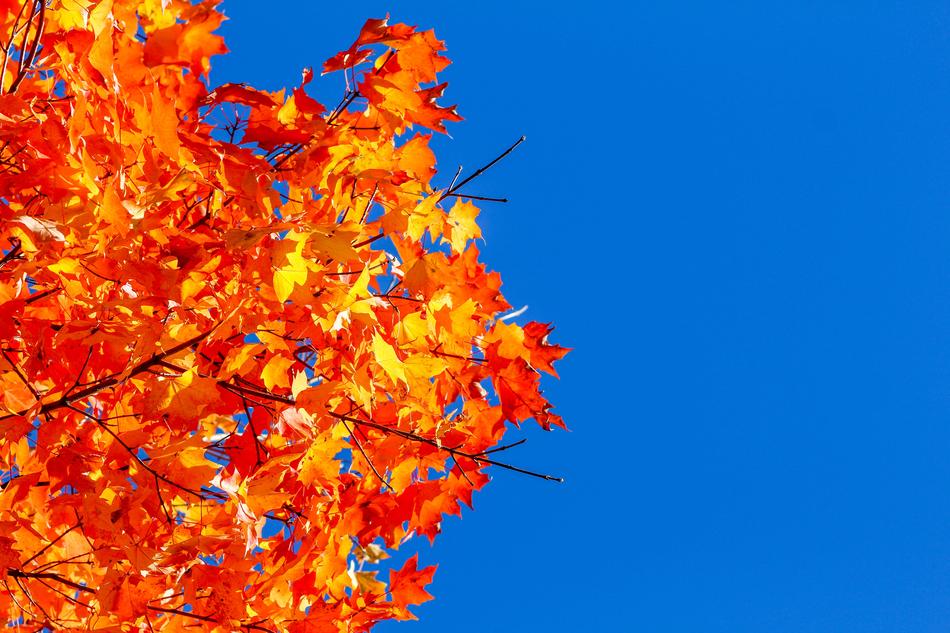 Nature Leaf Season