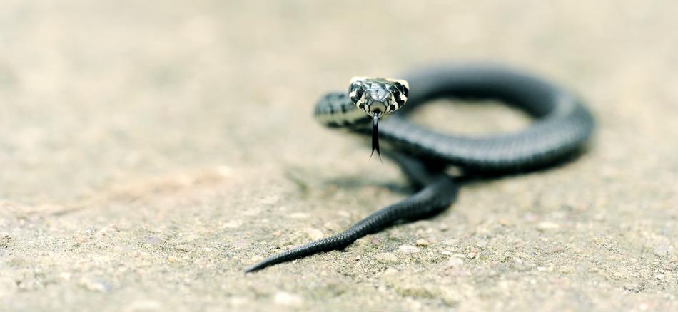 Grass Snake Garden