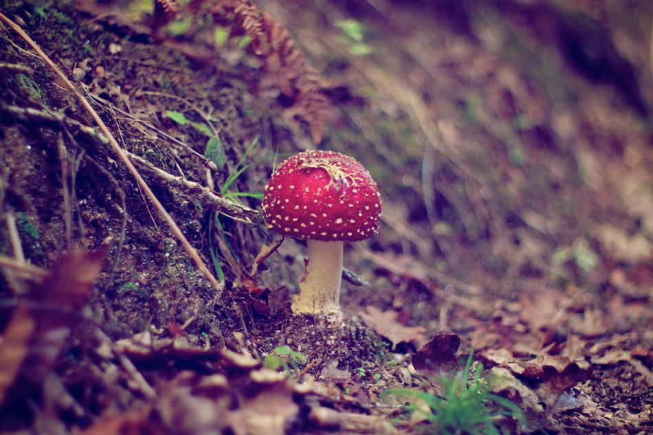 Fungus Nature Mushroom