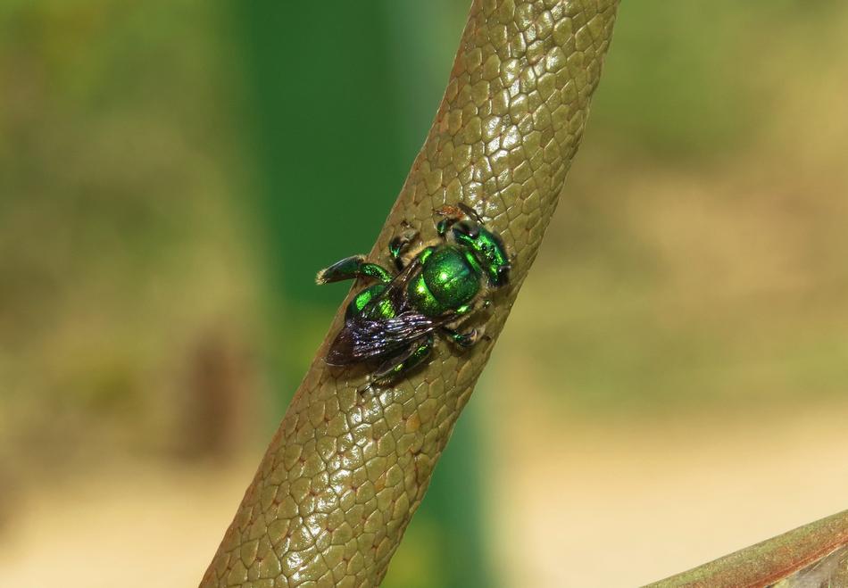 Insect Nature Wild macro blur