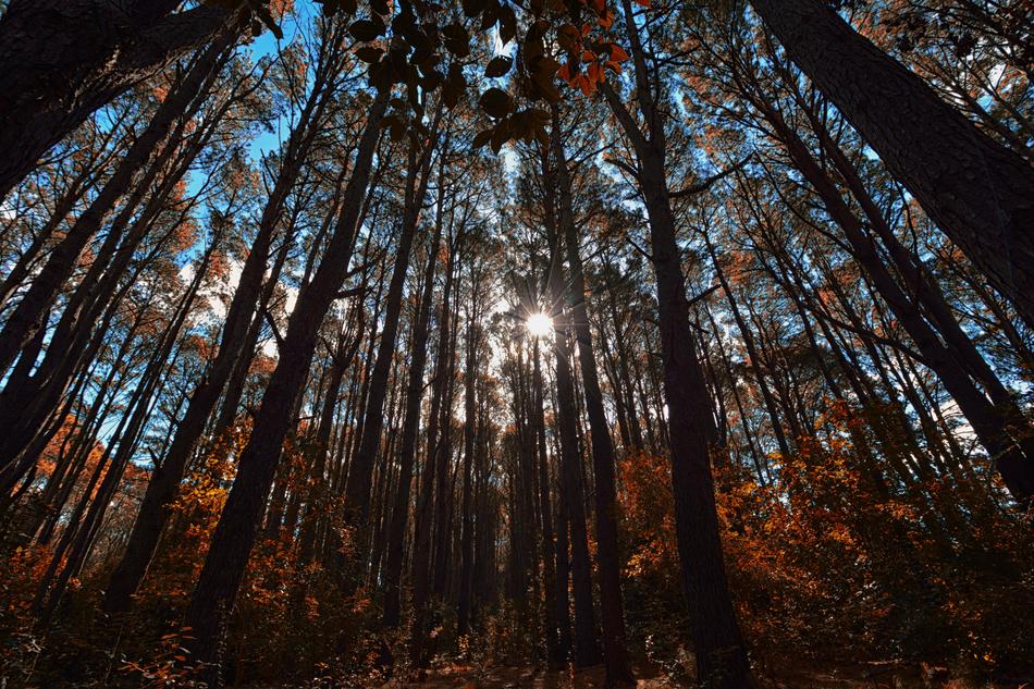 Wood Tree Nature