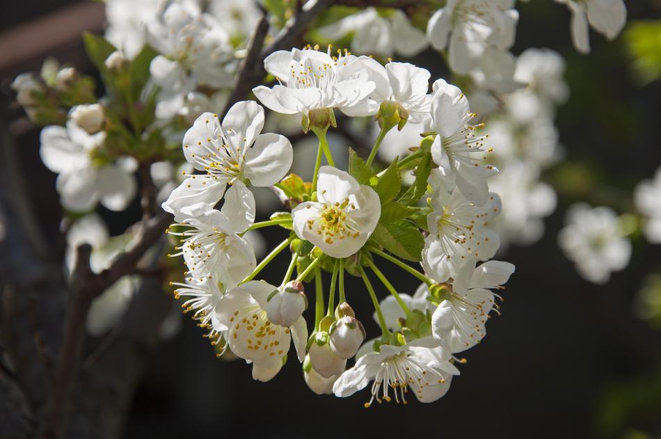 Cherry Blossom District Green