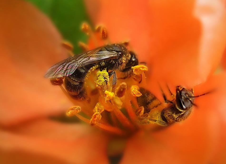 Spring Flower Pistils Stamens