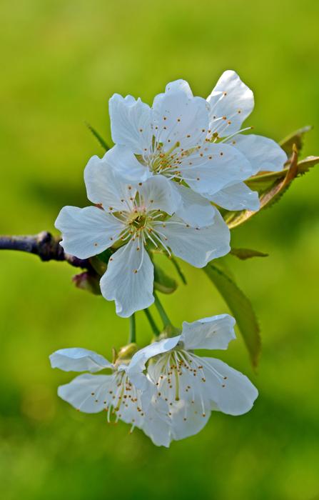Cherry Blossom Bloom